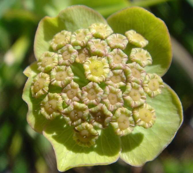 Bupleurum angulosum 4